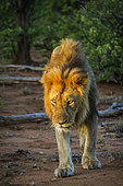 Lion africain (Panthera leo) mâle marchant, Parc national Kruger, Afrique du Sud
