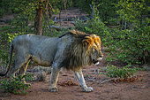 Lion africain (Panthera leo) mâle marchant, Parc national Kruger, Afrique du Sud