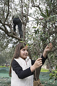 Alessandra, 7, picks olives in Kritsa, Crete, Greece