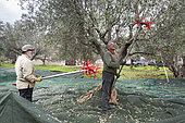 Men using an electric comb for harvesting olives, Kritsa, Crete, Greece