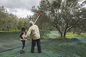 Alessandra, 7, learns to use an electric comb with Nikos for olive harvesting, Kritsa, Crete, Greece