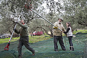 Alessandra, 7, learns to use an electric comb with Nikos for olive harvesting, Kritsa, Crete, Greece