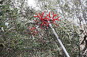 Electric comb for harvesting olives, Kritsa, Crete, Greece