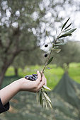 Alessandra, 7, picks olives in Kritsa, Crete, Greece