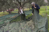 Alessandra, 7 years old, gathers olives with his aunt during olive harvest, Kritsa, Crete, Greece