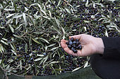 Alessandra, 7, shows black olives harvested to make olive oil in Kritsa, Crete, Greece