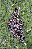Black olives harvested to make olive oil in Kritsa, Crete, Greece