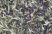 Black olives harvested to make olive oil in Kritsa, Crete, Greece