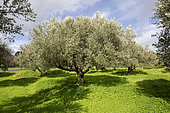 Olive tree in an olive grove and Bermuda Oxalis, Kritsa, Crete, Greece