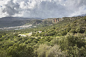 Olive grove and village of Kritsa, Crete, Greece