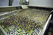 Stage of olive cleaning in the olive oil factory in Kritsa, Crete, Greece