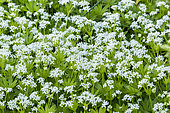 Galium odoratum