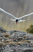Arctic Tern (Sterna paradisaea) threatening a snake on rock, Utö, Finland