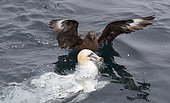 Great Skua (Catharacta skua) and Gannet (Morus bassanus), UK, Shetland
