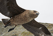 Great Skua (Catharacta skua),UK, Shetland