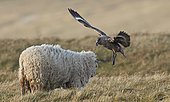 Great Skua chasing a Sheep away from its chick(Catharacta skua) July 2018 UK Shetland