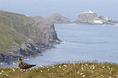Great Skua (Catharacta skua) en ground, UK, Shetland