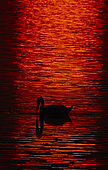 Mute Swan (Cygnus olor) at sunset, Latvia