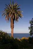 Canary Islands Date Palm (Phoenix canariensis), San Andrés, La Palma, Canary Islands, Spain, Europe