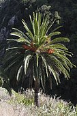 Canary Island date palm (Phoenix canariensis), La Gomera island, Canary Islands, Spain, Europe