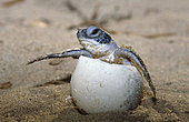 Leatherback turtle (Dermochelys coriacea) hatching, French Guiana
