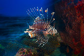 Speed Lion Fish (Pterois volitans), Mayotte