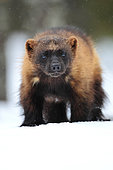 Wolverine (Gulo gulo) in the snow in the boreal forest