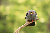 Red-footed Falcon (Falco vespertinus) male on a branch