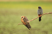 Red-footed Falcon (Falco vespertinus) couple on a branch