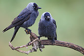 Eurasian Jackdaw (Corvus monedula) adults on a branch
