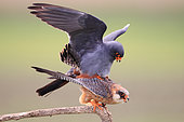 Red-footed Falcon (Falco vespertinus) mating on a branch