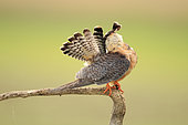 Red-footed Falcon (Falco vespertinus) female on a branch preening feathers