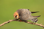 Red-footed Falcon (Falco vespertinus) female on a branch calling a male to mate