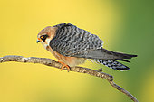 Red-footed Falcon (Falco vespertinus) female on a branch