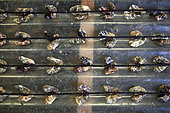 Oyster spat at an oyster farmer, Etang de Thau, France