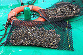 Bag of oysters from Bouzigues, Etang de Thau, France