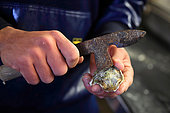 Man using a knife to disconnect an oyster Bouzigues, Etang de Thau, France