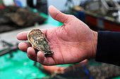 Oyster of Bouzigues in the hand of an oyster farmer, Etang de Thau, France