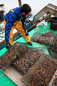 Oyster farmer handling oyster sacks, Etang de Thau, France