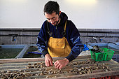 Establishment of oyster spat at an oyster farmer Etang de Thau, France