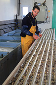Establishment of oyster spat at an oyster farmer Etang de Thau, France