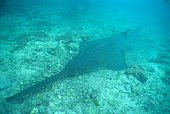 Largetooth Sawfish (Pristis microdon) on bottom