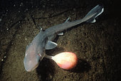 Young shark with his placenta