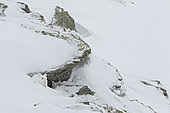 Mountain Hare (Lepus timidus) at winter white coat in snow, Alps, Switzerland.