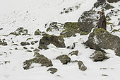 Mountain Hare (Lepus timidus) at winter white coat in snow, Alps, Switzerland.