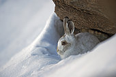 Mountain Hare (Lepus timidus) at shelter in autumn fur in the snow, Alps, Switzerland.
