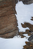 Mountain Hare (Lepus timidus) at shelter in autumn fur in the snow, Alps, Switzerland.