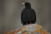 Alpine Chough (Pyrrhocorax graculus) on rock, Alps, Switzerland.