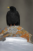 Alpine Chough (Pyrrhocorax graculus) on rock, Alps, Switzerland.