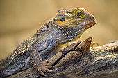 Central Bearded Dragon (Pogona vitticeps) on a branch in a terrarium, France